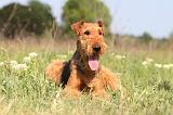 AIREDALE TERRIER 187